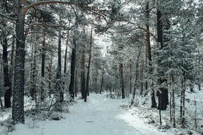 Terrain that is covered with snow and trees during the day
